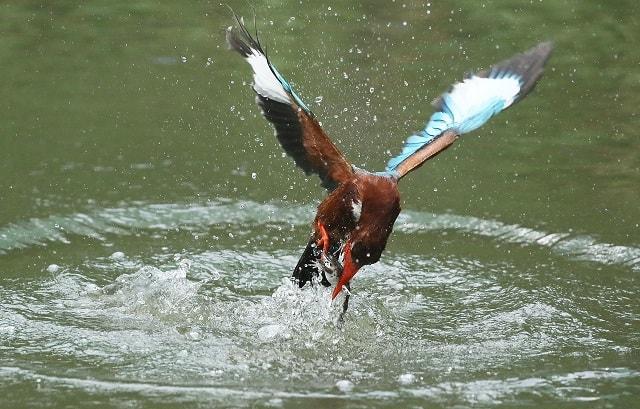 Kingfisher Catching Fish