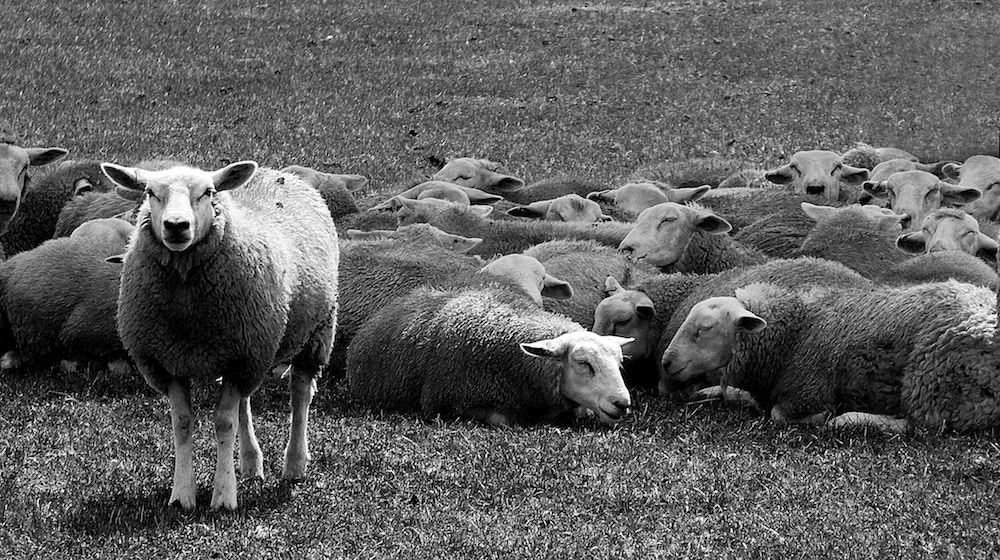 Email Design Sheep Standing Up While the Herd Sleeps