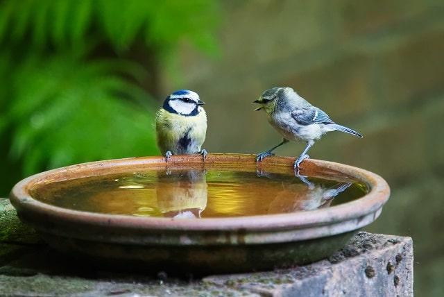 Birds Sitting On Water Dish While Chirping