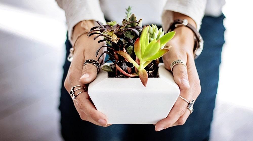 Woman Holding Succulent Plants