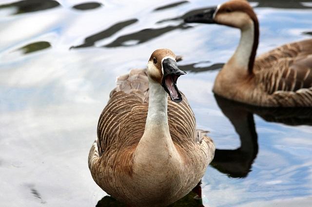 Geese In Water Illustrating Promotion