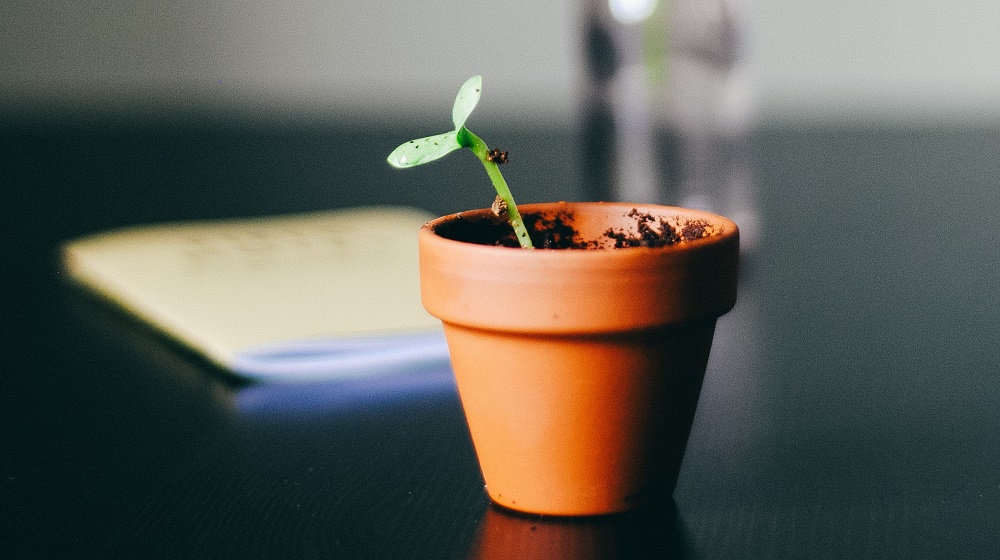 Small Sprout In A Terra Cotta Pot Illustrating Growth Strategy