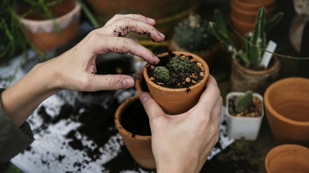 Home And Garden Store Planting