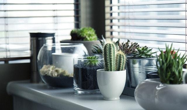 Home And Garden Store Succulents