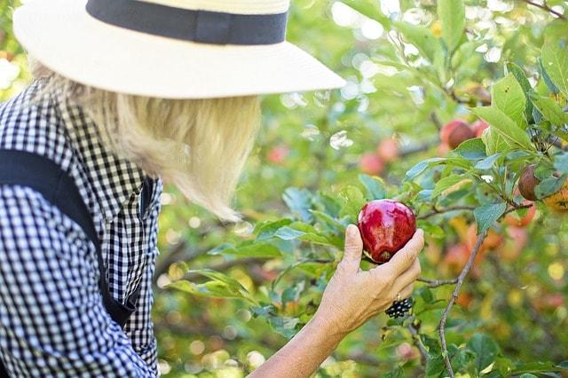 How To Get YouTube Subscribers Woman Picking Fruit