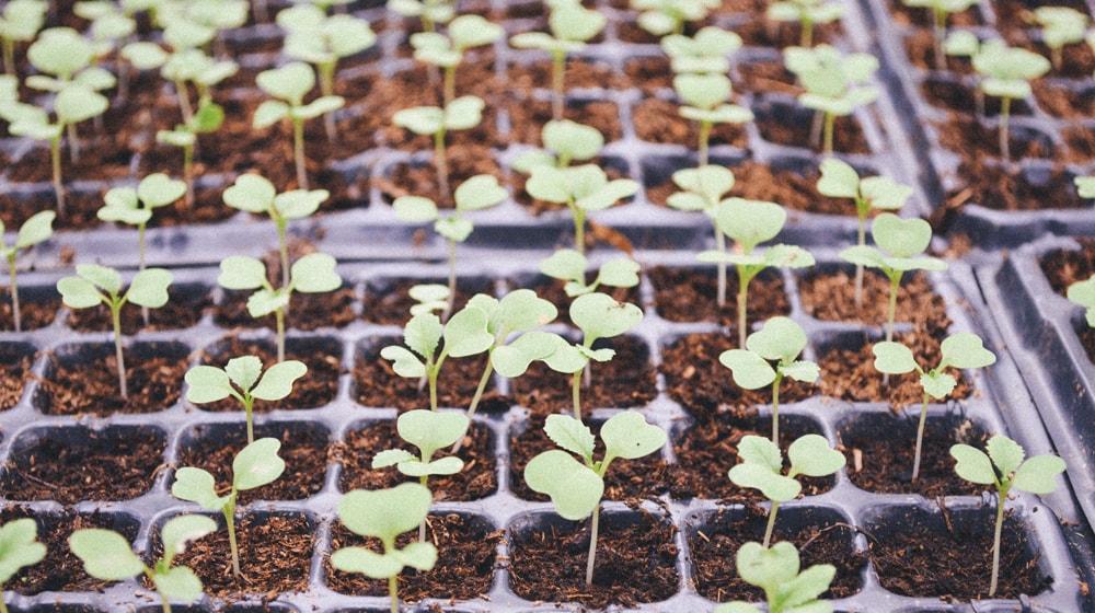 How to Scale Seedlings