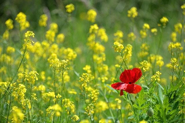 Unique Poppy In Field Of Yellow Flowers
