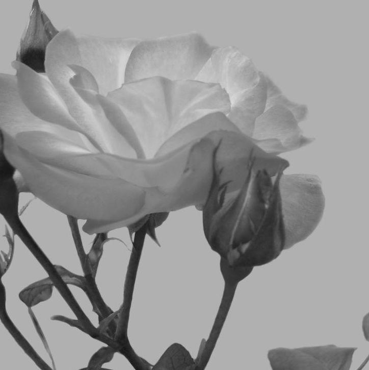 Jane Fazackarley Flower