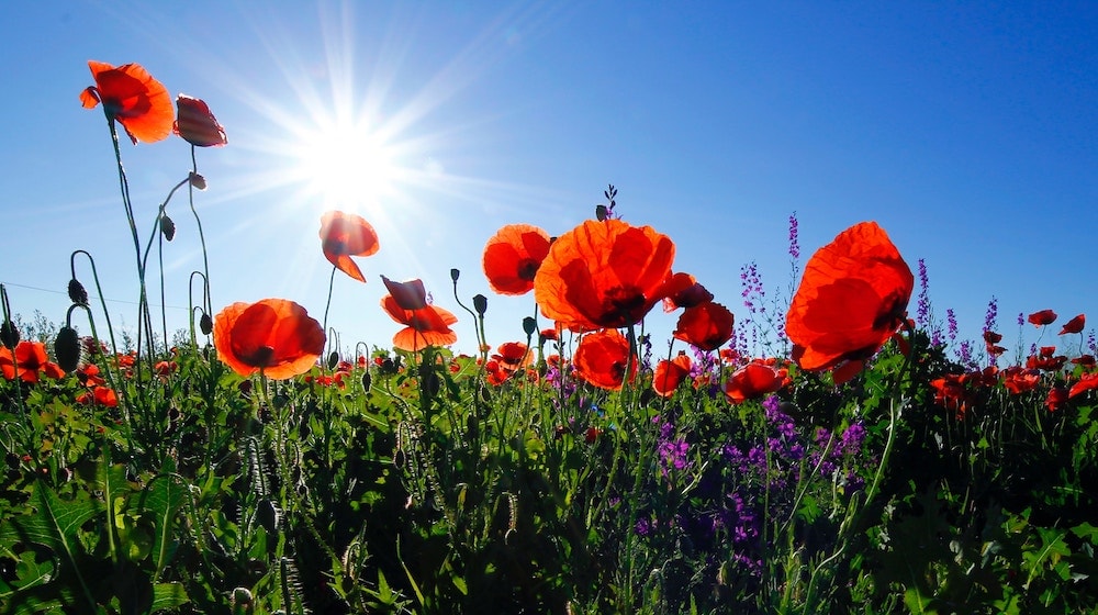 Landscaping Websites Garden