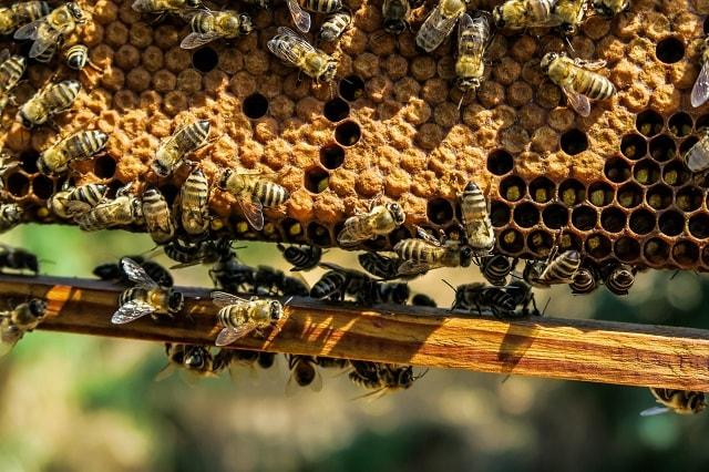 Lead Magnet Honeybee