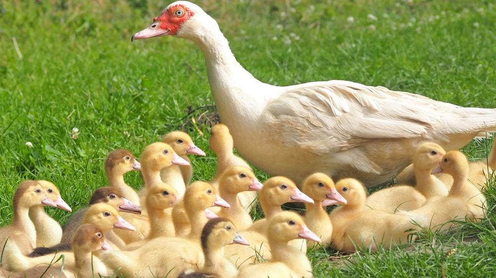 Mama duck with babies