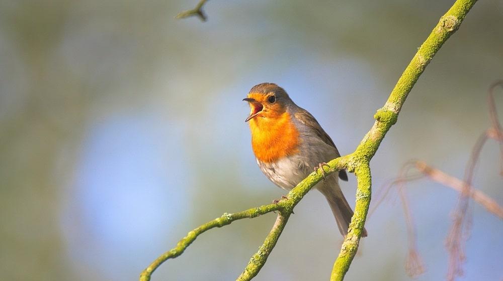 Small Bird Sitting On A Branch Singing