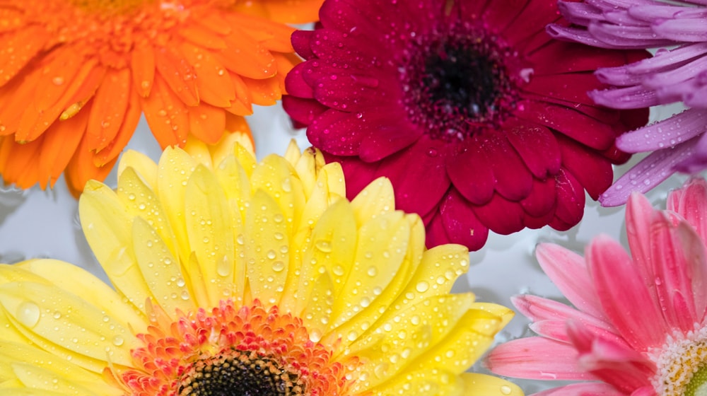 Mother’s Day Sales Flowers