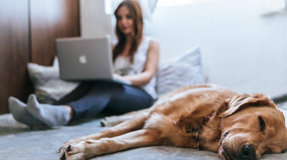 Personal Website Woman On Laptop With Dog