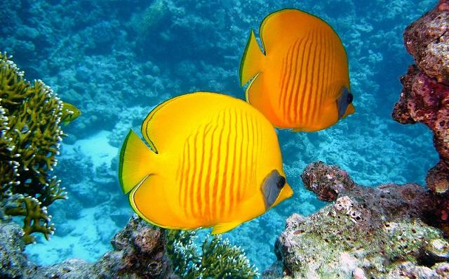 Product Naming Bright Fish