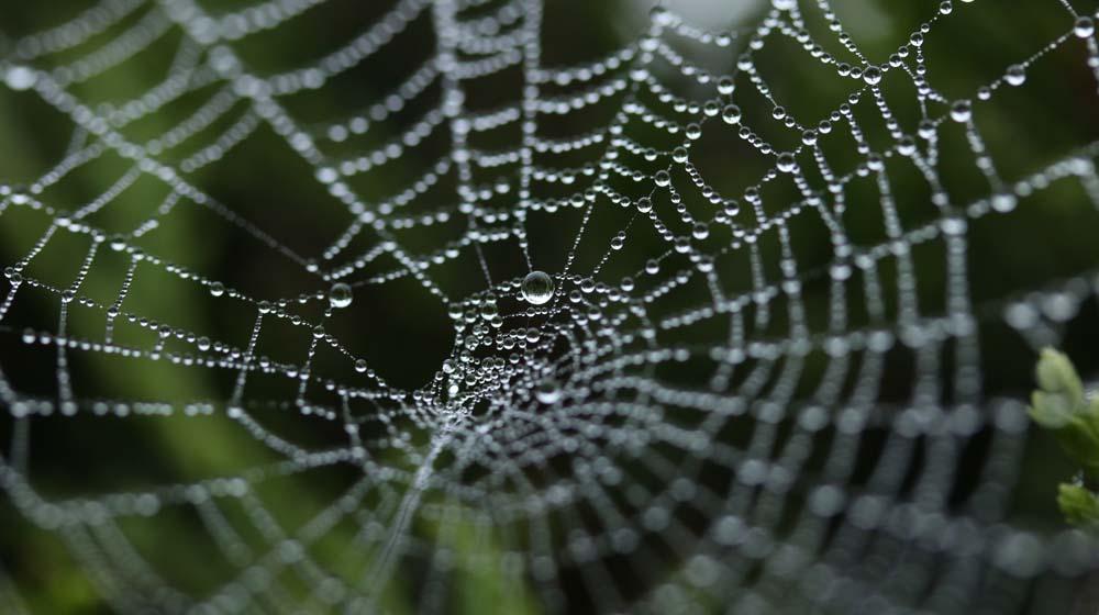Spider Web Illustrates Domain Investing Pitfalls