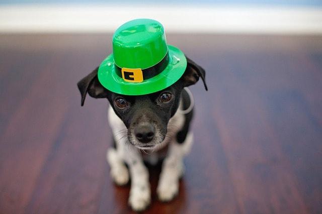 St. Patrick's Day Marketing Dog In Green Hat