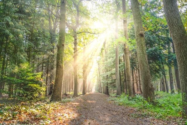 Travel Industry Insiders LIght Shining Through Trees