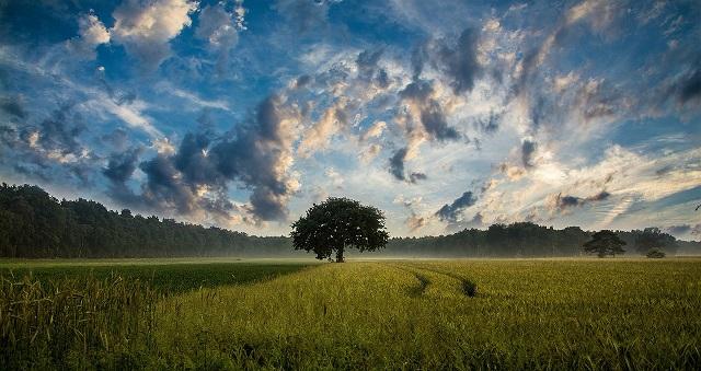 Tree In Middle Of Vast Field