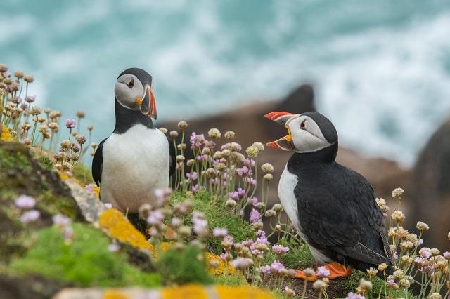 Puffins Interacting Depicting Feedback