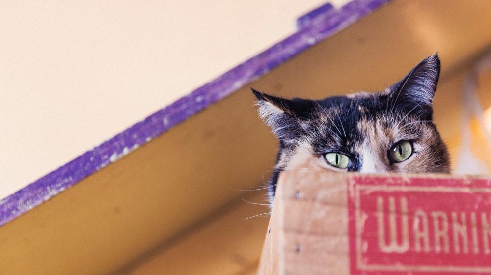 Website Design Mistakes Quiz Cat