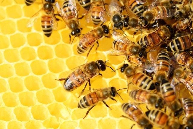 Website Down Bees