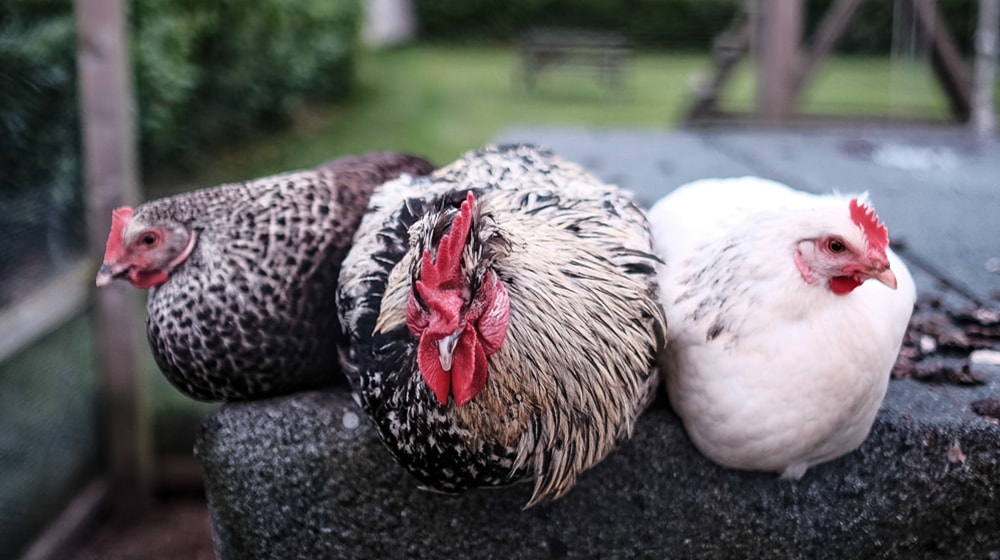 What Is Domain Squatting Chicken