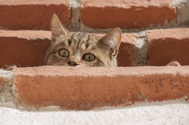 WordPress CTA Curious