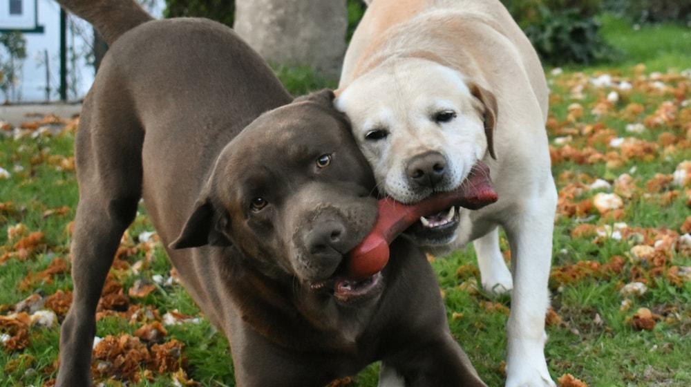 Working With A Graphic Designer Fight